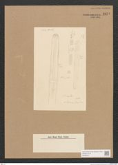 Diatomeae indet. Zeichnungen Sammlung Grunow Nr. 1834 (NHMW-BOT-W0368761)
